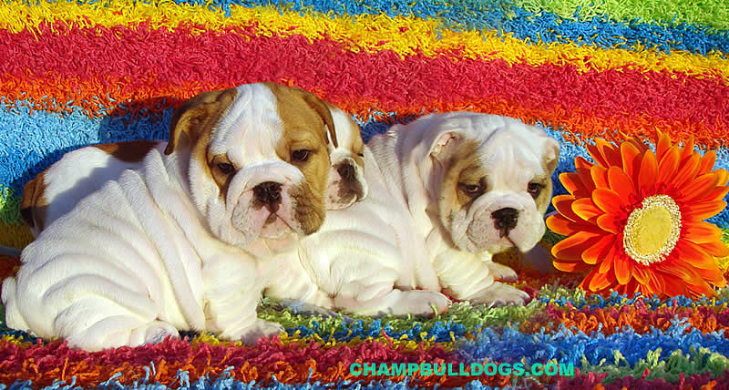 English bulldog puppies picture